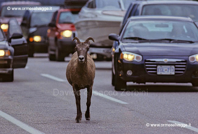 Bighorn e auto 37-28-05